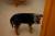 Le chien du chef