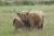 Oh ! la vache!